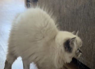 Illustration de l'article : Ce chat au poil h&eacute;riss&eacute; ne reconna&icirc;t plus le chien de la maison &agrave; son retour de chez le toiletteur (vid&eacute;o)