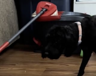 Illustration de l'article : Ce chat au poil h&eacute;riss&eacute; ne reconna&icirc;t plus le chien de la maison &agrave; son retour de chez le toiletteur (vid&eacute;o)