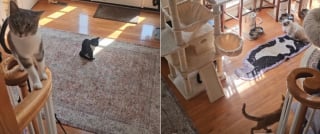 Illustration de l'article : Le simple bruit du distributeur automatique de croquettes engage ces 8 chats paisibles dans une course coordonn&eacute;e pleine de vie