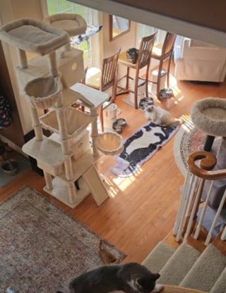 Illustration de l'article : Le simple bruit du distributeur automatique de croquettes engage ces 8 chats paisibles dans une course coordonn&eacute;e pleine de vie