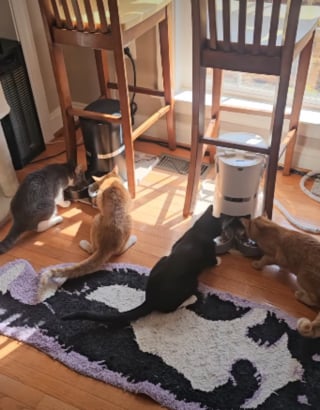 Illustration de l'article : Le simple bruit du distributeur automatique de croquettes engage ces 8 chats paisibles dans une course coordonn&eacute;e pleine de vie