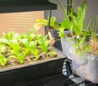 Illustration de l'article : Voulant faire plaisir &agrave; sa chatte friande de laitue, elle am&eacute;nage un potager d'int&eacute;rieur pour lui en offrir &agrave; volont&eacute; (vid&eacute;o)