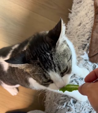 Illustration de l'article : Voulant faire plaisir &agrave; sa chatte friande de laitue, elle am&eacute;nage un potager d'int&eacute;rieur pour lui en offrir &agrave; volont&eacute; (vid&eacute;o)