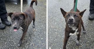 Illustration de l'article : 4 chiens et un chat qui vivaient au milieu des d&eacute;chets dans un camping-car ont &eacute;t&eacute; sauv&eacute;s par un refuge