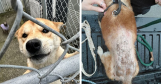 Illustration de l'article : 4 chiens et un chat qui vivaient au milieu des d&eacute;chets dans un camping-car ont &eacute;t&eacute; sauv&eacute;s par un refuge