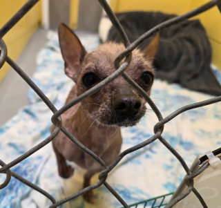 Illustration de l'article : 4 chiens et un chat qui vivaient au milieu des d&eacute;chets dans un camping-car ont &eacute;t&eacute; sauv&eacute;s par un refuge