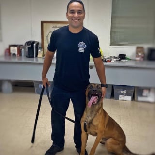 Illustration de l'article : Appie, Malinois de la police bless&eacute; par balles lors d'un cambriolage, quitte la clinique sous les applaudissements apr&egrave;s une op&eacute;ration r&eacute;ussie