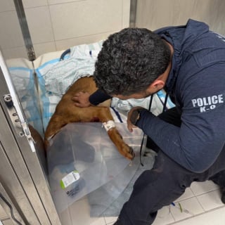 Illustration de l'article : Appie, Malinois de la police bless&eacute; par balles lors d'un cambriolage, quitte la clinique sous les applaudissements apr&egrave;s une op&eacute;ration r&eacute;ussie