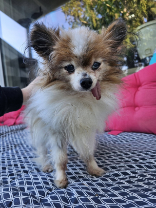 Illustration de l'article : Elle adopte le doyen d'un refuge savoyard qui pourrait entrer au Guinness en tant que chien le plus &acirc;g&eacute; du monde