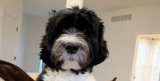 Illustration de l'article : Form&eacute; &agrave; d&eacute;tecter le diab&egrave;te chez sa jeune ma&icirc;tresse, ce chien agit pour la prot&eacute;ger alors qu&rsquo;il se trouve 2 maisons plus loin (vid&eacute;o)