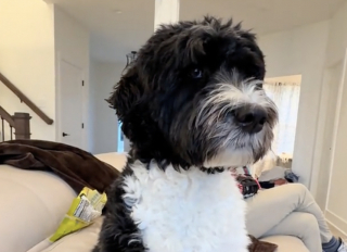 Illustration de l'article : Form&eacute; &agrave; d&eacute;tecter le diab&egrave;te chez sa jeune ma&icirc;tresse, ce chien agit pour la prot&eacute;ger alors qu&rsquo;il se trouve 2 maisons plus loin (vid&eacute;o)