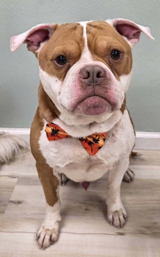 Illustration de l'article : Un chien errant fait quelques pas vers ses sauveurs puis s'effondre, ils lui retirent pr&egrave;s de 900 tiques pendant 4 heures et demie