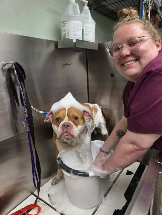 Illustration de l'article : Un chien errant fait quelques pas vers ses sauveurs puis s'effondre, ils lui retirent pr&egrave;s de 900 tiques pendant 4 heures et demie