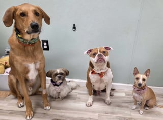 Illustration de l'article : Un chien errant fait quelques pas vers ses sauveurs puis s'effondre, ils lui retirent pr&egrave;s de 900 tiques pendant 4 heures et demie