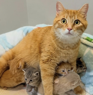 Illustration de l'article : Quelques heures apr&egrave;s son arriv&eacute;e au refuge, une chatte donne naissance &agrave; 7 chatons et est accueillie par une chaleureuse b&eacute;n&eacute;vole