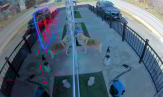 Illustration de l'article : Cette chienne aime tellement la pension qu'elle a d&eacute;cid&eacute; d'y retourner toute seule et &agrave; l'insu de sa famille (vid&eacute;o)