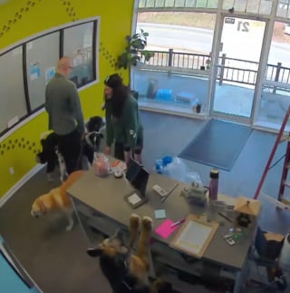 Illustration de l'article : Cette chienne aime tellement la pension qu'elle a d&eacute;cid&eacute; d'y retourner toute seule et &agrave; l'insu de sa famille (vid&eacute;o)