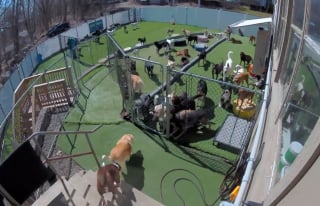 Illustration de l'article : Cette chienne aime tellement la pension qu'elle a d&eacute;cid&eacute; d'y retourner toute seule et &agrave; l'insu de sa famille (vid&eacute;o)