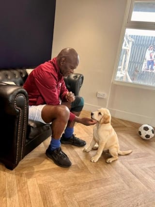 Illustration de l'article : &laquo; Il me donne la libert&eacute; &raquo;, un Labrador d&rsquo;assistance permet &agrave; un homme atteint de d&eacute;mence pr&eacute;coce de retrouver son ind&eacute;pendance (vid&eacute;o)