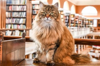 Illustration de l'article : Dans cette universit&eacute; r&eacute;put&eacute;e, le chat Sib&eacute;rien de la biblioth&eacute;caire apaise le stress des &eacute;tudiants pendant leurs &eacute;tudes difficiles