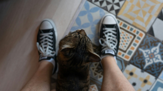 Illustration de l'article : Pourquoi votre chat se frotte-t-il avec insistance contre vos jambes ?