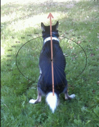 Illustration de l'article : Une &eacute;tude scientifique r&eacute;v&egrave;le que les chiens tournent en rond avant de faire leurs besoins afin de s'aligner sur le champ magn&eacute;tique terrestre