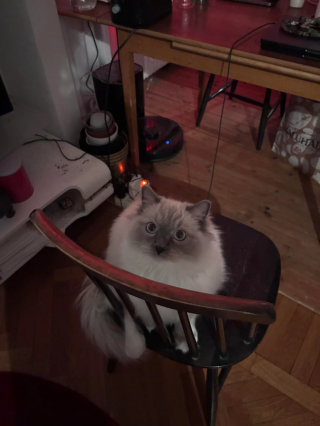 Illustration de l'article : Une professionnelle de la garde pour animaux d&eacute;cide d'adopter le chat de sa cliente pour le sauver