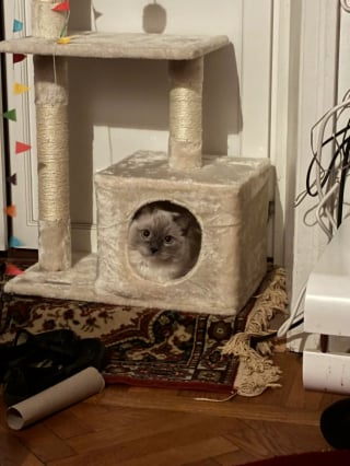 Illustration de l'article : Une professionnelle de la garde pour animaux d&eacute;cide d'adopter le chat de sa cliente pour le sauver