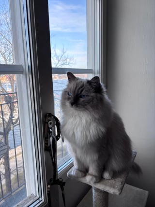 Illustration de l'article : Une professionnelle de la garde pour animaux d&eacute;cide d'adopter le chat de sa cliente pour le sauver