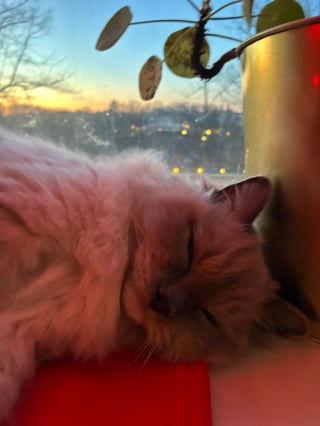 Illustration de l'article : Une professionnelle de la garde pour animaux d&eacute;cide d'adopter le chat de sa cliente pour le sauver