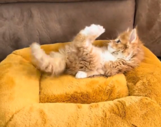 Illustration de l'article : Apr&egrave;s avoir perdu l'usage de ses pattes avant, ce chaton Maine Coon a d&eacute;velopp&eacute; sa propre technique pour jouer en &eacute;tant sur le dos (vid&eacute;o)