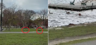 Illustration de l'article : Un Goldendoodle attir&eacute; par des oies est sauv&eacute; de la noyade dans la rivi&egrave;re par son ma&icirc;tre, une marathonienne lui offre sa couverture