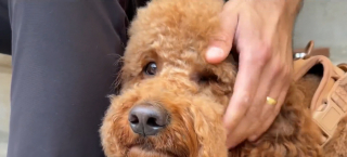 Illustration de l'article : Un Goldendoodle attir&eacute; par des oies est sauv&eacute; de la noyade dans la rivi&egrave;re par son ma&icirc;tre, une marathonienne lui offre sa couverture
