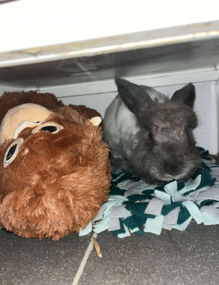 Illustration de l'article : Reconnaissante d'&ecirc;tre soign&eacute;e, cette lapine qui se cachait sous un meuble depuis 3 semaines fait son premier c&acirc;lin &agrave; sa bienfaitrice