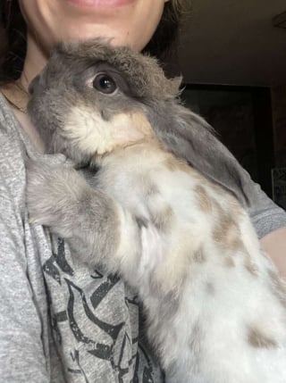 Illustration de l'article : Reconnaissante d'&ecirc;tre soign&eacute;e, cette lapine qui se cachait sous un meuble depuis 3 semaines fait son premier c&acirc;lin &agrave; sa bienfaitrice