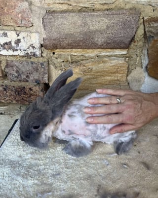 Illustration de l'article : Reconnaissante d'&ecirc;tre soign&eacute;e, cette lapine qui se cachait sous un meuble depuis 3 semaines fait son premier c&acirc;lin &agrave; sa bienfaitrice