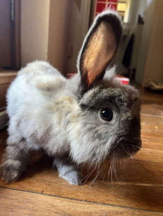 Illustration de l'article : Reconnaissante d'&ecirc;tre soign&eacute;e, cette lapine qui se cachait sous un meuble depuis 3 semaines fait son premier c&acirc;lin &agrave; sa bienfaitrice
