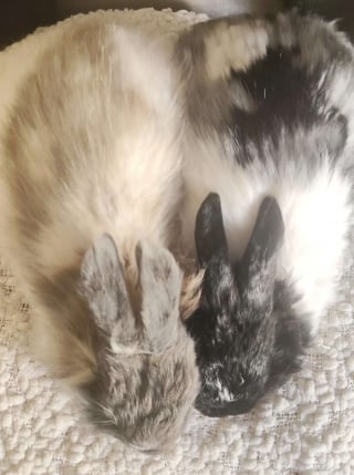 Illustration de l'article : Reconnaissante d'&ecirc;tre soign&eacute;e, cette lapine qui se cachait sous un meuble depuis 3 semaines fait son premier c&acirc;lin &agrave; sa bienfaitrice