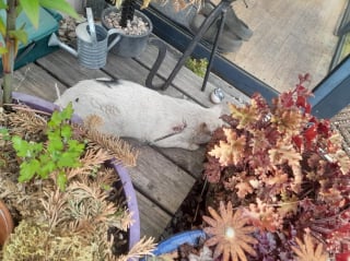 Illustration de l'article : Un chat transperc&eacute; du nez &agrave; l&rsquo;&eacute;paule par une fl&egrave;che, retrouv&eacute; vivant apr&egrave;s 5 jours d&rsquo;inqui&eacute;tude en Haute-Sa&ocirc;ne (vid&eacute;o)