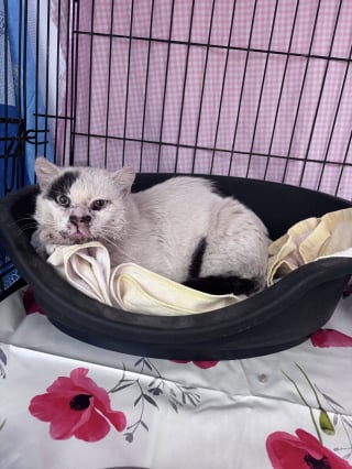 Illustration de l'article : Un chat transperc&eacute; du nez &agrave; l&rsquo;&eacute;paule par une fl&egrave;che, retrouv&eacute; vivant apr&egrave;s 5 jours d&rsquo;inqui&eacute;tude en Haute-Sa&ocirc;ne (vid&eacute;o)