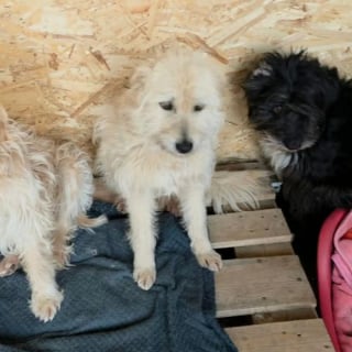 Illustration de l'article : Nourrie une fois par semaine, cette chienne qui n'a jamais perdu sa capacit&eacute; &agrave; aimer est pr&ecirc;te &agrave; &ecirc;tre adopt&eacute;e