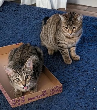 Illustration de l'article : Apr&egrave;s avoir perdu son chat de 14 ans, cette famille adopte au refuge 2 chatons ins&eacute;parables au lieu d&rsquo;un seul