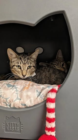 Illustration de l'article : Apr&egrave;s avoir perdu son chat de 14 ans, cette famille adopte au refuge 2 chatons ins&eacute;parables au lieu d&rsquo;un seul