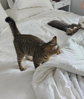 Illustration de l'article : Apr&egrave;s avoir perdu son chat de 14 ans, cette famille adopte au refuge 2 chatons ins&eacute;parables au lieu d&rsquo;un seul