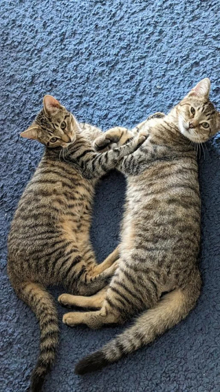 Illustration de l'article : Apr&egrave;s avoir perdu son chat de 14 ans, cette famille adopte au refuge 2 chatons ins&eacute;parables au lieu d&rsquo;un seul