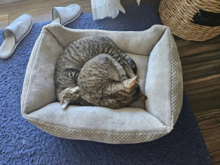 Illustration de l'article : Apr&egrave;s avoir perdu son chat de 14 ans, cette famille adopte au refuge 2 chatons ins&eacute;parables au lieu d&rsquo;un seul