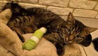 Illustration de l'article : Ayant perdu une patte &agrave; cause d'un pi&egrave;ge &agrave; m&acirc;choire ill&eacute;gal, un chat errant du Pas-de-Calais r&eacute;apprend &agrave; vivre malgr&eacute; son handicap