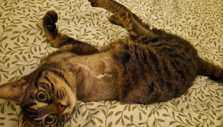 Illustration de l'article : Ayant perdu une patte &agrave; cause d'un pi&egrave;ge &agrave; m&acirc;choire ill&eacute;gal, un chat errant du Pas-de-Calais r&eacute;apprend &agrave; vivre malgr&eacute; son handicap