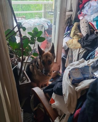 Illustration de l'article : Prisonni&egrave;re d'un balcon dans un appartement insalubre et forc&eacute;e de courir derri&egrave;re son ma&icirc;tre &agrave; v&eacute;lo, cette chienne est sauv&eacute;e et attend l'adoption
