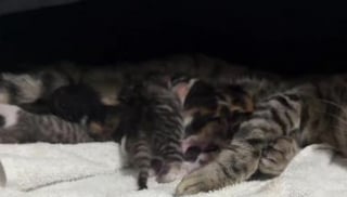 Illustration de l'article : Une chatte r&eacute;veille sa propri&eacute;taire en pleine nuit pour d&eacute;poser tous ses chatons nouveau-n&eacute;s sur son oreiller (vid&eacute;o)
